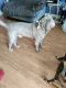 Neapolitan Mastiff Puppies for sale in New Iberia, LA, USA. price: NA