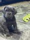 Neapolitan Mastiff Puppies for sale in Farmington Hills, MI, USA. price: NA