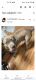 Neapolitan Mastiff Puppies for sale in New Iberia, LA, USA. price: $300,000