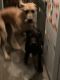 Neapolitan Mastiff Puppies for sale in Mt Vernon, IL 62864, USA. price: $500