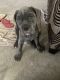Neapolitan Mastiff Puppies for sale in Wilmington, OH 45177, USA. price: NA
