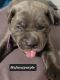 Neapolitan Mastiff Puppies for sale in Sacramento, CA 95823, USA. price: $950