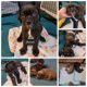 Neapolitan Mastiff Puppies for sale in Sacramento, CA 95823, USA. price: $950