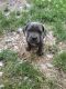 Neapolitan Mastiff Puppies for sale in Butler, OH 44822, USA. price: $1,000