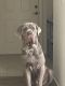 Neapolitan Mastiff Puppies for sale in Rockledge, FL, USA. price: $350