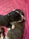 Neapolitan Mastiff Puppies for sale in Pomona, CA 91767, USA. price: $500