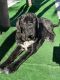 Neapolitan Mastiff Puppies for sale in Miami, FL, USA. price: $1,000