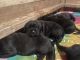 Neapolitan Mastiff Puppies for sale in Beaver, WI 54114, USA. price: NA