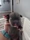 Neapolitan Mastiff Puppies for sale in Bainbridge, GA, USA. price: NA