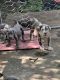 Neapolitan Mastiff Puppies for sale in Albany, NY, USA. price: $2,000