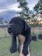 Neapolitan Mastiff Puppies for sale in Dalby, Queensland. price: $700