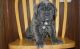 Neapolitan Mastiff Puppies for sale in Buffalo, NY, USA. price: NA