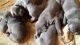 Neapolitan Mastiff Puppies for sale in San Francisco, CA, USA. price: NA
