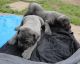 Neapolitan Mastiff Puppies for sale in Birmingham, AL, USA. price: NA