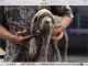 Neapolitan Mastiff Puppies for sale in Northridge, Los Angeles, CA, USA. price: NA