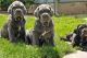 Neapolitan Mastiff Puppies for sale in Rialto, CA, USA. price: NA