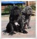 Neapolitan Mastiff Puppies for sale in Providence, RI, USA. price: NA