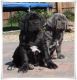 Neapolitan Mastiff Puppies for sale in Fayetteville, NC, USA. price: NA