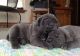 Neapolitan Mastiff Puppies for sale in Austin, TX, USA. price: NA