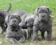Neapolitan Mastiff Puppies for sale in Denver, CO, USA. price: NA