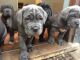 Neapolitan Mastiff Puppies for sale in Rialto, CA, USA. price: NA