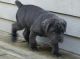 Neapolitan Mastiff Puppies for sale in Centreville, VA, USA. price: NA