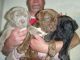 Neapolitan Mastiff Puppies for sale in Honolulu, HI, USA. price: NA