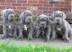 Neapolitan Mastiff Puppies for sale in San Diego, CA, USA. price: NA