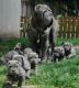 Neapolitan Mastiff Puppies for sale in Atlanta, GA, USA. price: NA