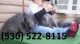 Neapolitan Mastiff Puppies for sale in Richmond, VA, USA. price: NA