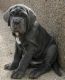 Neapolitan Mastiff Puppies for sale in Jacksonville, FL, USA. price: NA