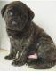 Neapolitan Mastiff Puppies for sale in Bakersfield, CA, USA. price: NA