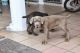 Neapolitan Mastiff Puppies for sale in Murrieta, CA, USA. price: NA