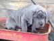 Neapolitan Mastiff Puppies for sale in Chicago, IL, USA. price: NA