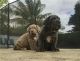Neapolitan Mastiff Puppies for sale in Los Angeles, CA, USA. price: NA