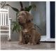 Neapolitan Mastiff Puppies for sale in Belle Vernon, PA 15012, USA. price: NA