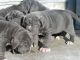 Neapolitan Mastiff Puppies for sale in Berkeley, CA, USA. price: NA