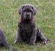 Neapolitan Mastiff Puppies for sale in Little Rock, AR, USA. price: NA