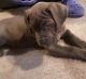 Neapolitan Mastiff Puppies for sale in Colorado Springs, CO, USA. price: $400
