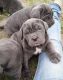 Neapolitan Mastiff Puppies for sale in Washington, DC, USA. price: NA