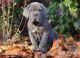 Neapolitan Mastiff Puppies for sale in New Haven, CT, USA. price: $400