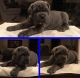 Neapolitan Mastiff Puppies for sale in Camden, DE, USA. price: NA