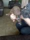 Neapolitan Mastiff Puppies for sale in Alexandria, LA, USA. price: NA