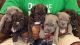 Neapolitan Mastiff Puppies for sale in 5524 Norway Ave, Birmingham, AL 35224, USA. price: NA