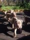 Neapolitan Mastiff Puppies for sale in Ashburn, VA, USA. price: NA