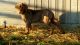 Neapolitan Mastiff Puppies for sale in Phoenix, AZ, USA. price: NA