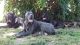 Neapolitan Mastiff Puppies for sale in Denver, CO, USA. price: $1,250