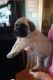 Neapolitan Mastiff Puppies for sale in Lake Trail Dr, Kenner, LA 70065, USA. price: NA
