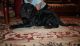 Neapolitan Mastiff Puppies for sale in Salt Lake City, UT, USA. price: NA