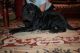 Neapolitan Mastiff Puppies for sale in Houston, TX, USA. price: NA